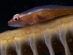 Goby on Sea-pen. East of Dili, East Timor by Doug Anderson 